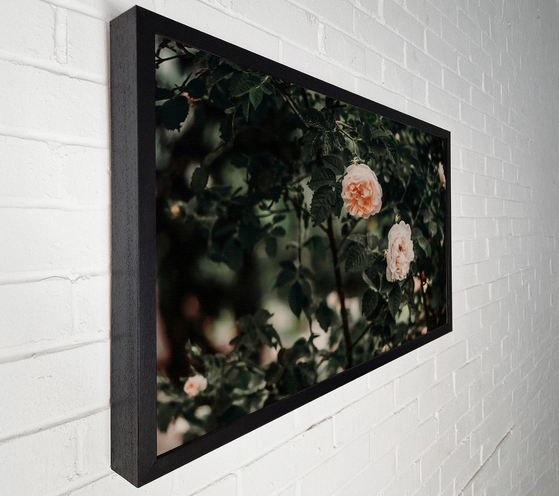  A Canvas Print of Blush Rose Bush Canvas Print