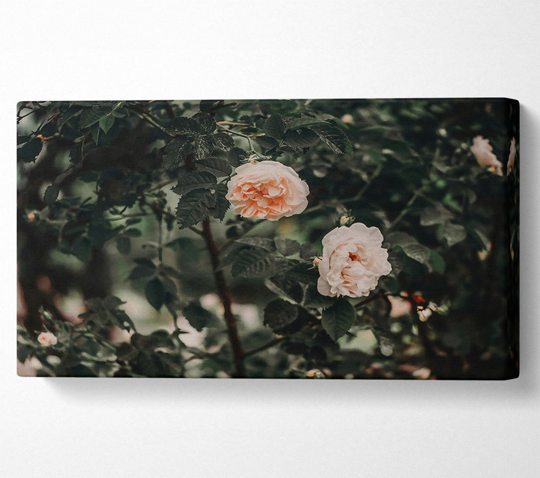  A Canvas Print of Blush Rose Bush Canvas Print