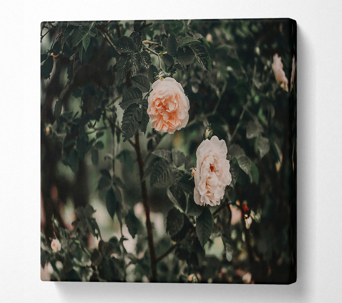  A Canvas Print of Blush Rose Bush Canvas Print