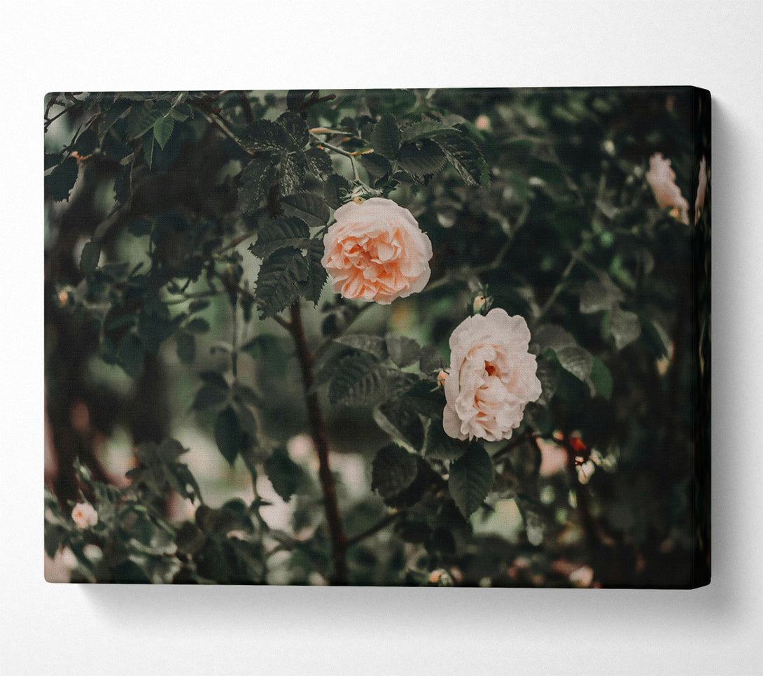  A Canvas Print of Blush Rose Bush Canvas Print