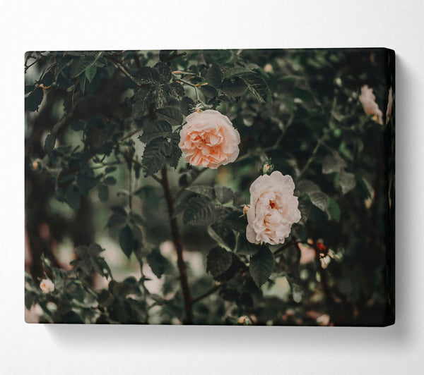  A Canvas Print of Blush Rose Bush Canvas Print