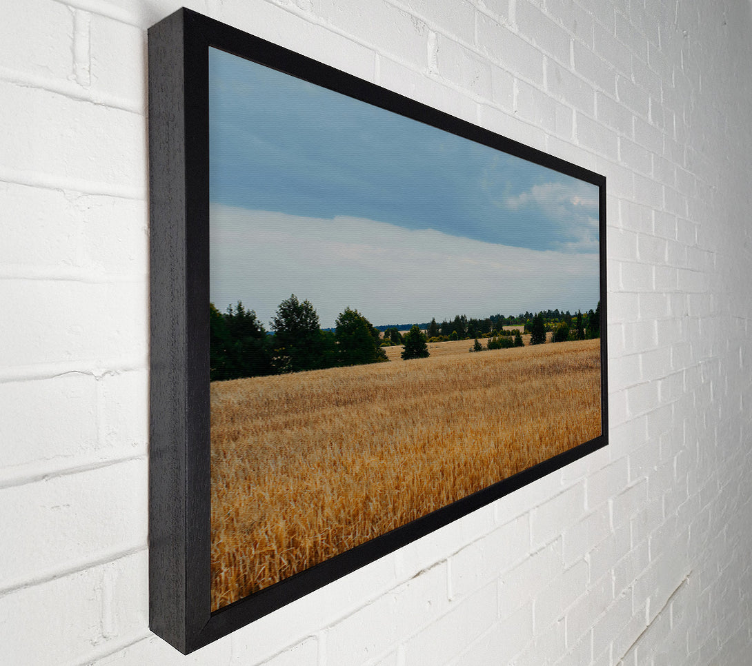  A Canvas Print of Golden Field Horizon Canvas Print
