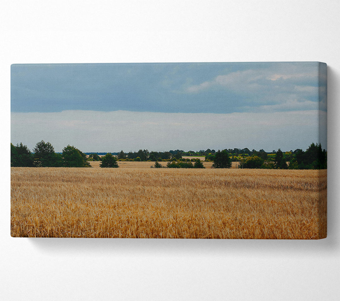  A Canvas Print of Golden Field Horizon Canvas Print