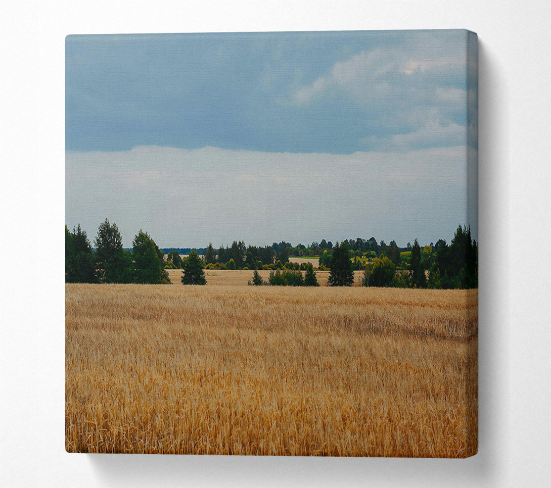  A Canvas Print of Golden Field Horizon Canvas Print