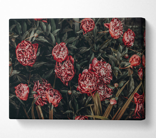  A Canvas Print of Crimson Garden Bloom Canvas Wall Art