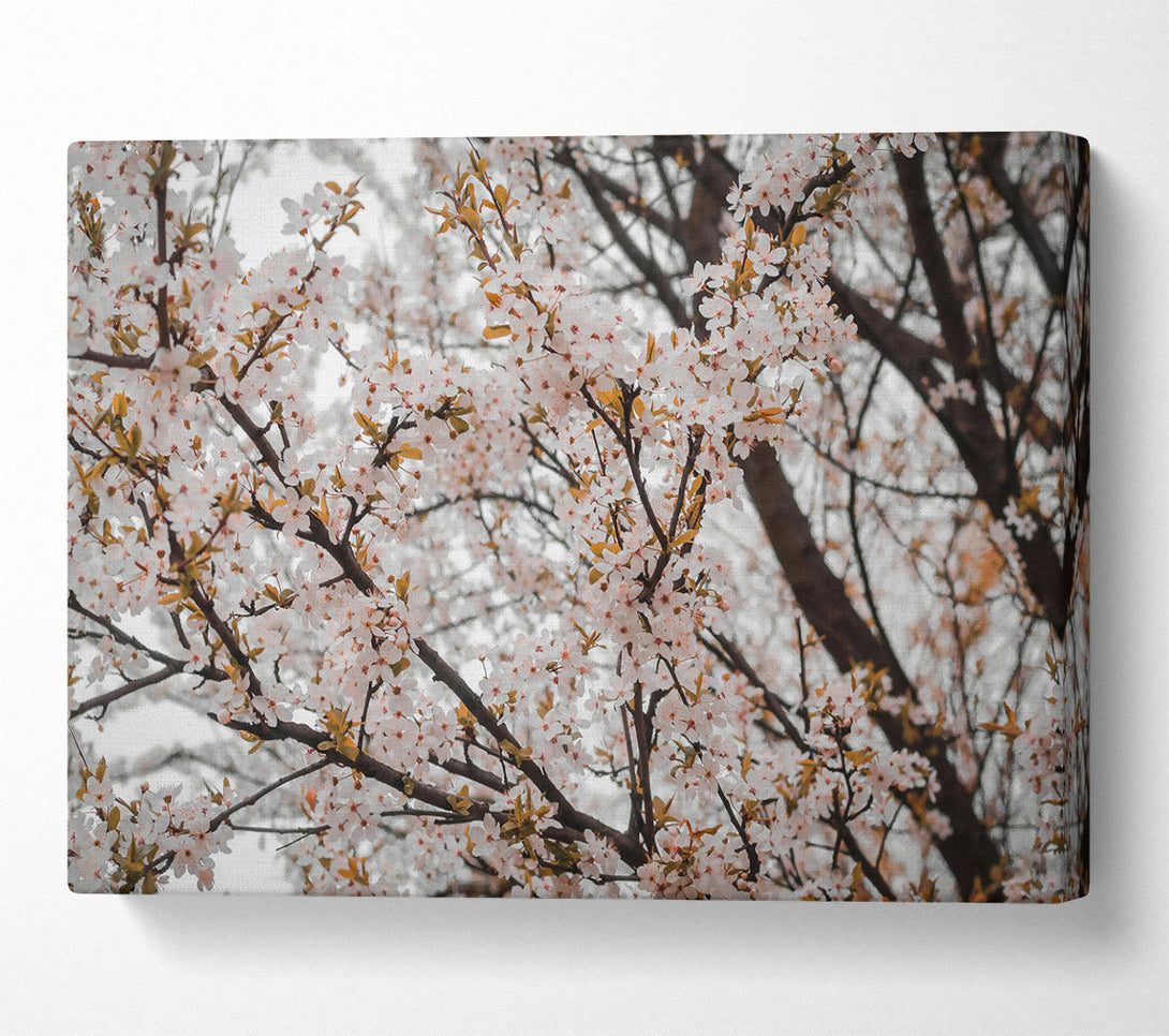  A Canvas Print of White Blossoms In Bloom Canvas Wall Art