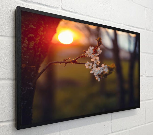 Orange Blossoms Sunset
