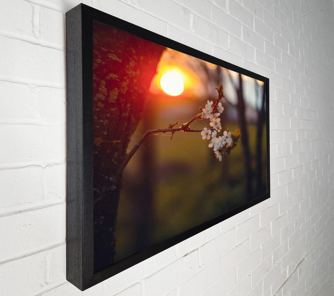  A Canvas Print of Orange Blossoms Sunset Canvas Art