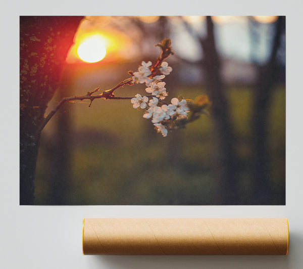 Orange Blossoms Sunset Print