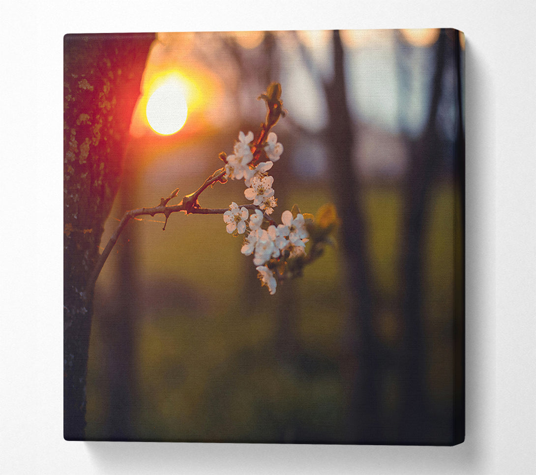  A Canvas Print of Orange Blossoms Sunset Canvas Art