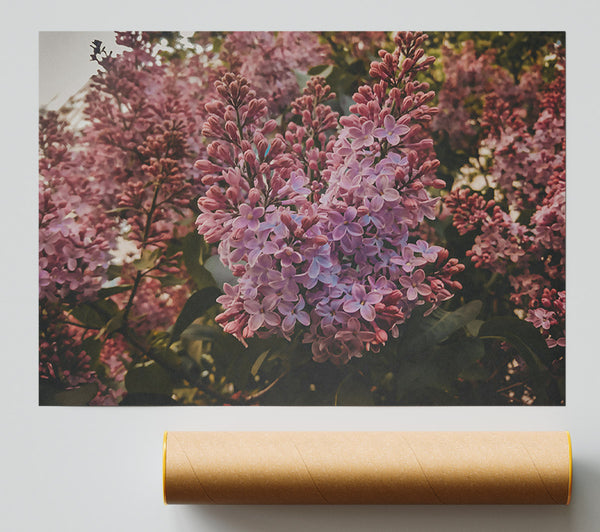 Lavender Lilac Bloom Giclee Print