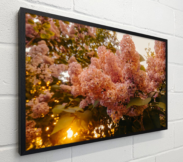 Golden Lilac Bloom