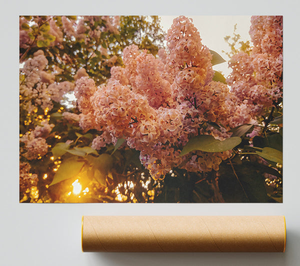 Golden Lilac Bloom Poster