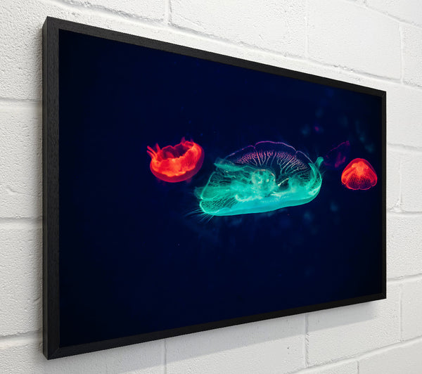 Aqua And Red Jellies