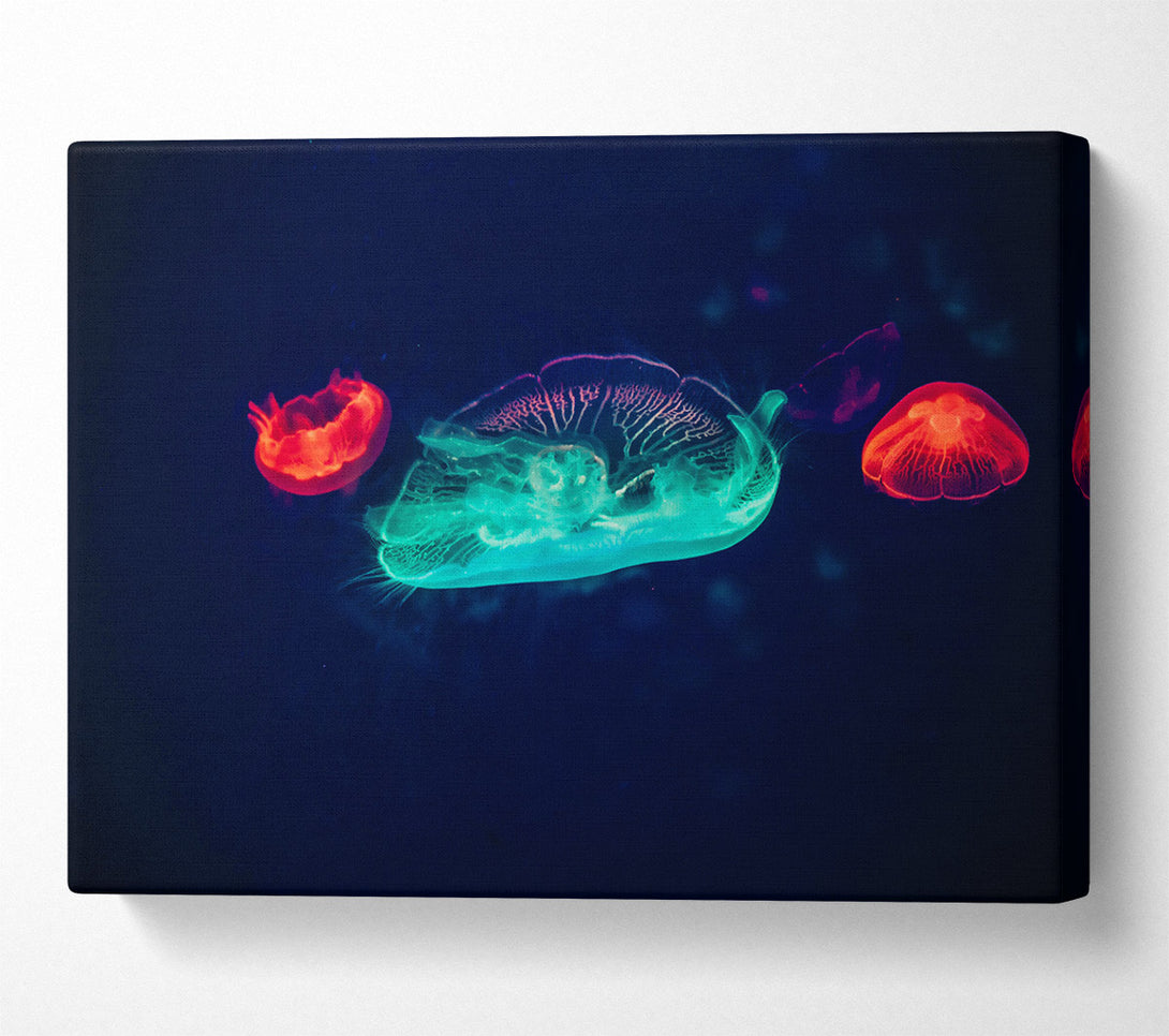  A Canvas Print of Aqua And Red Jellies Canvas Wall Art