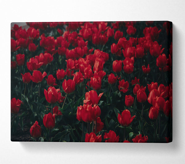 A Canvas Print of Crimson Tulip Field Canvas Art