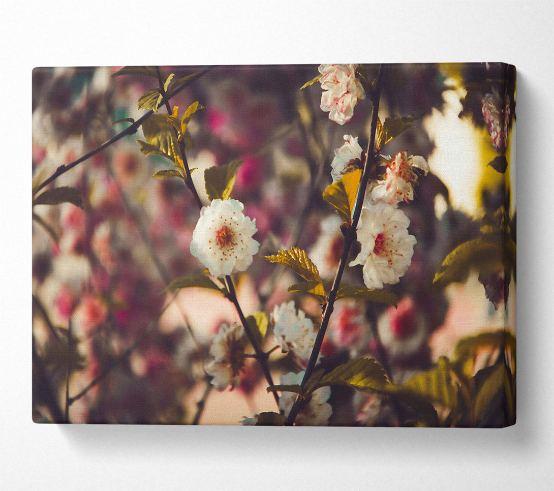  A Canvas Print of White Blossoms In Bloom Canvas Wall Art