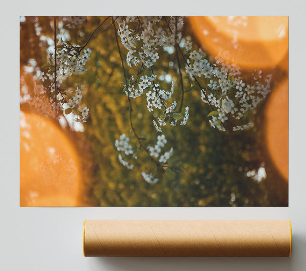 Orange Haze Blossoms Poster