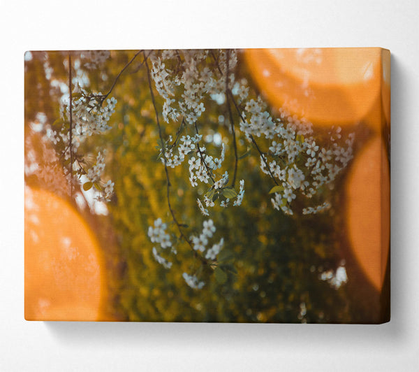  A Canvas Print of Orange Haze Blossoms Canvas Wall Art