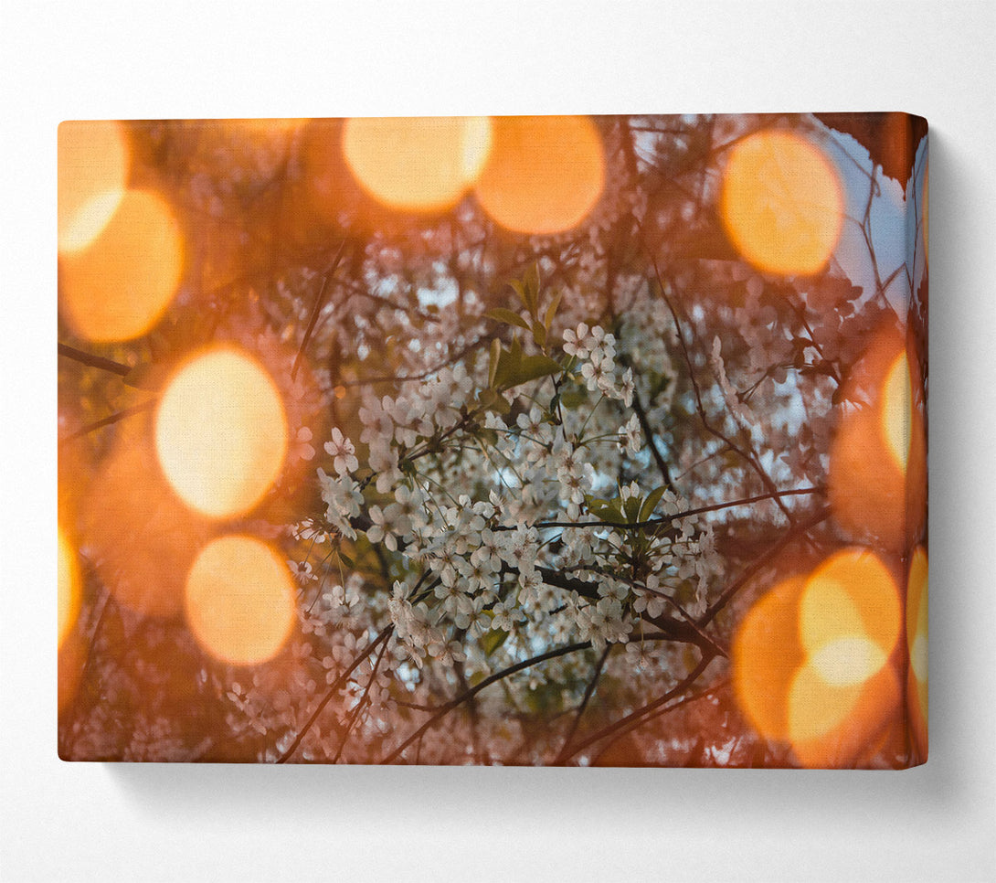  A Canvas Print of Orange Blossom Dreams Canvas Art