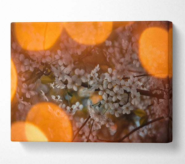  A Canvas Print of Orange Bloom Glow Canvas Print