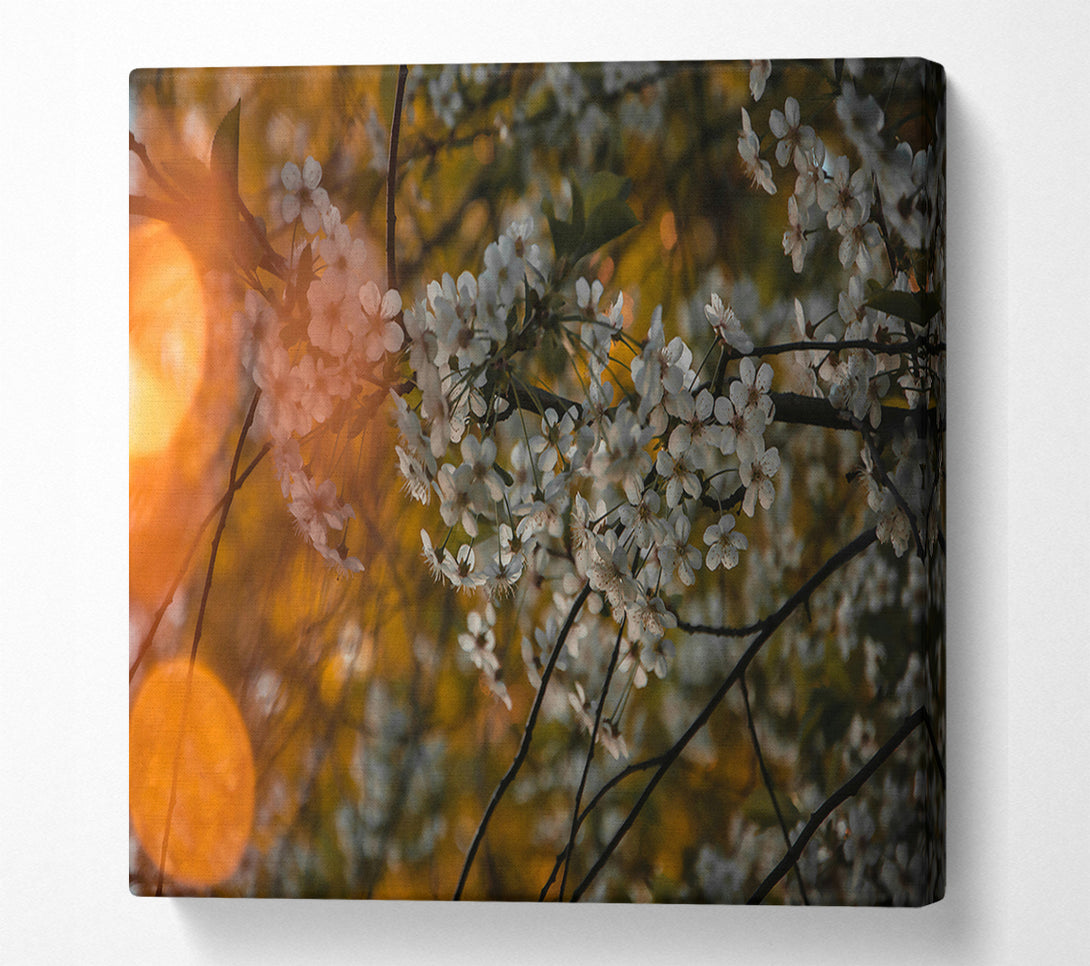  A Canvas Print of Golden Bloom Canvas Art