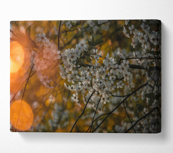  A Canvas Print of Golden Bloom Canvas Art