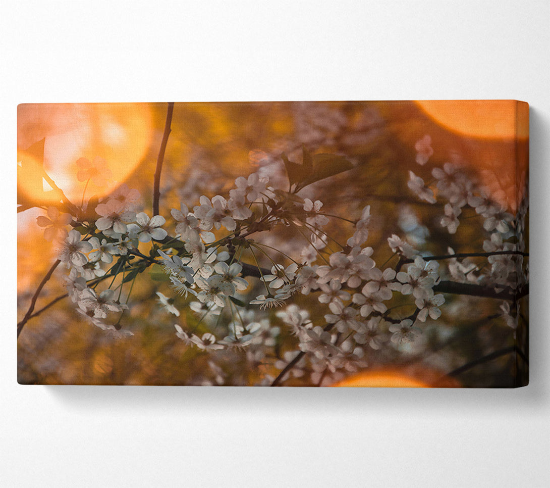 A Canvas Print of Orange Blossoms Glow Canvas Wall Art