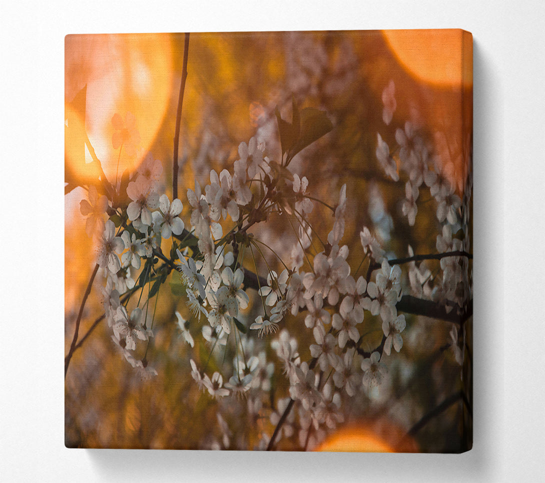  A Canvas Print of Orange Blossoms Glow Canvas Wall Art