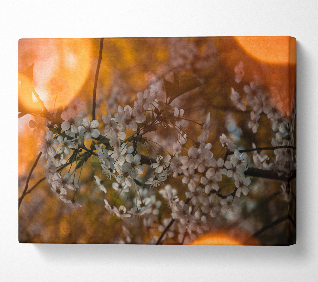  A Canvas Print of Orange Blossoms Glow Canvas Wall Art
