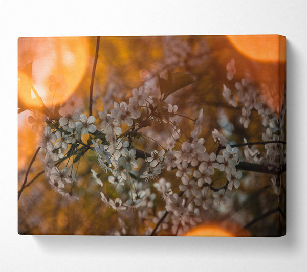  A Canvas Print of Orange Blossoms Glow Canvas Wall Art