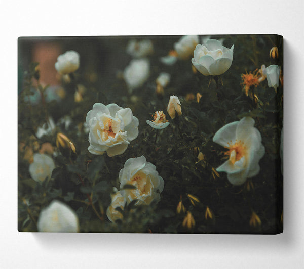  A Canvas Print of White Roses In Bloom Canvas Art