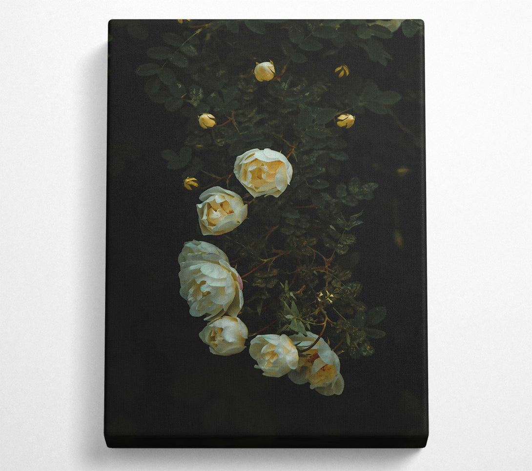  A Canvas Print of Creamy White Blooms Canvas Print