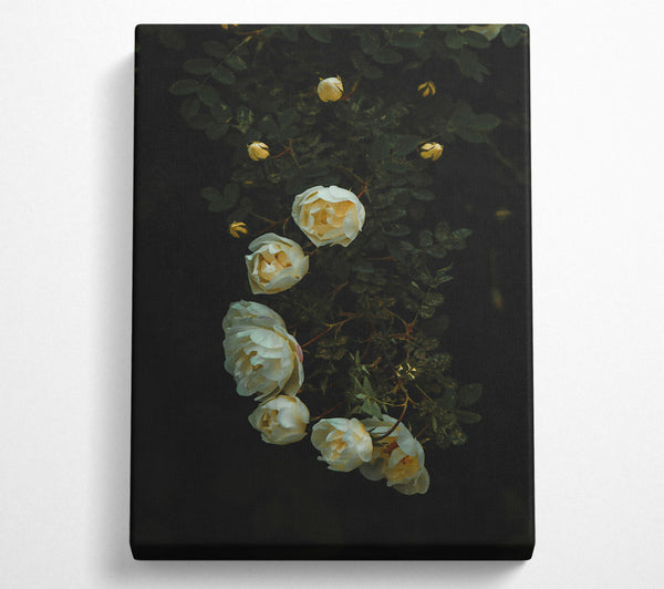  A Canvas Print of Creamy White Blooms Canvas Print