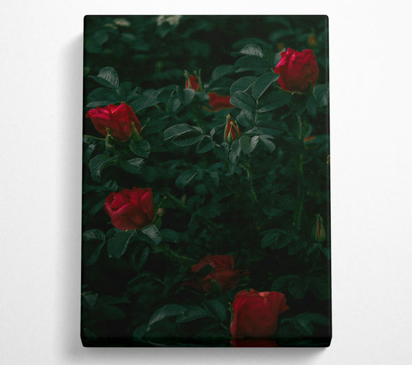  A Canvas Print of Crimson Bloom Embrace Canvas Wall Art