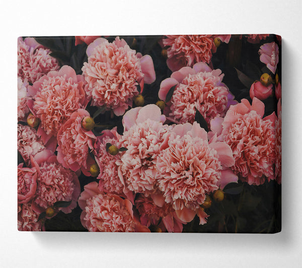  A Canvas Print of Blush Peony Bloom Canvas Wall Art