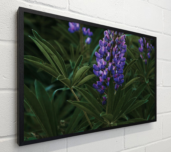 Purple Bloom In The Green
