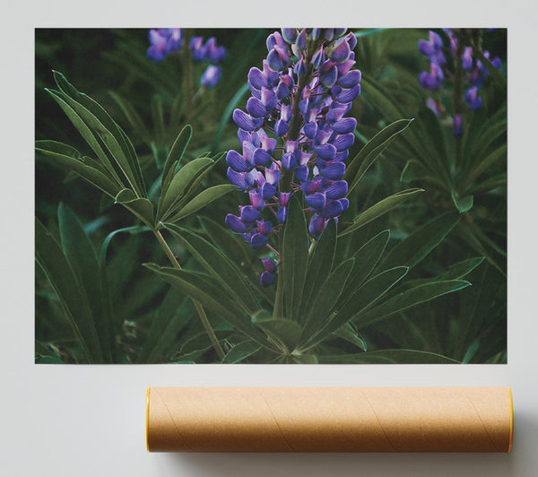 Purple Bloom In The Green Giclee Print