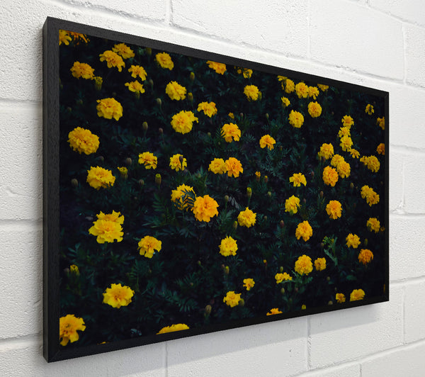 Golden Bloom Field