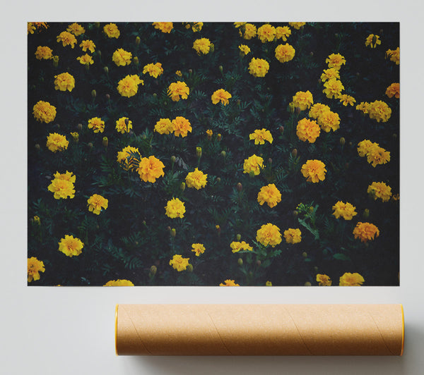 Golden Bloom Field Giclee Print