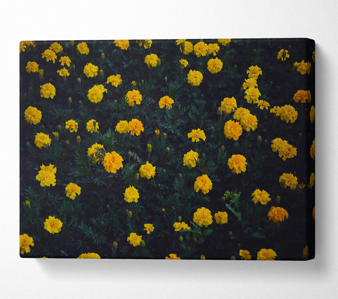  A Canvas Print of Golden Bloom Field Canvas Art