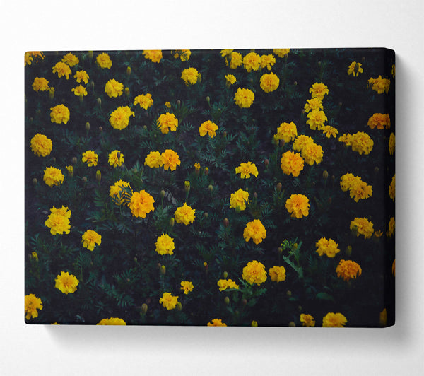  A Canvas Print of Golden Bloom Field Canvas Art