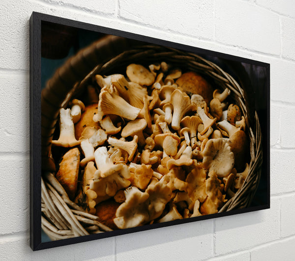 Golden Chanterelle Harvest