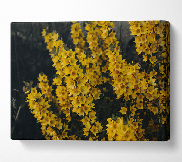  A Canvas Print of Golden Summer Blooms Canvas Print