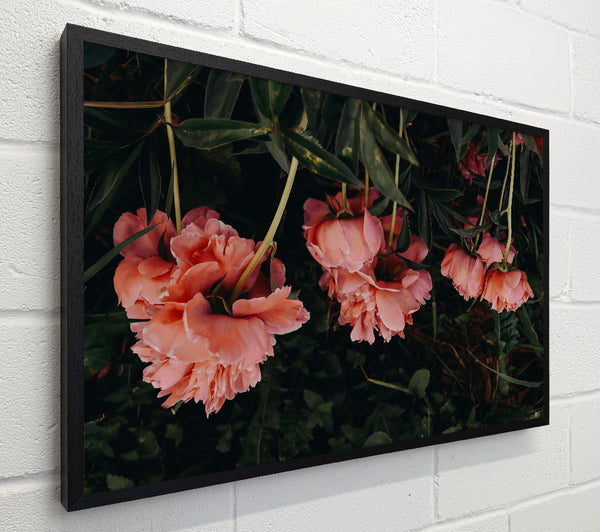 Pink Blooms In The Dark