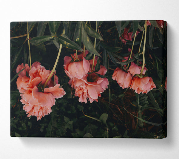  A Canvas Print of Pink Blooms In The Dark Canvas Wall Art