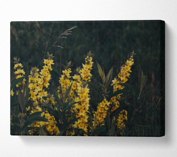  A Canvas Print of Golden Bloom In Shadow Canvas Wall Art