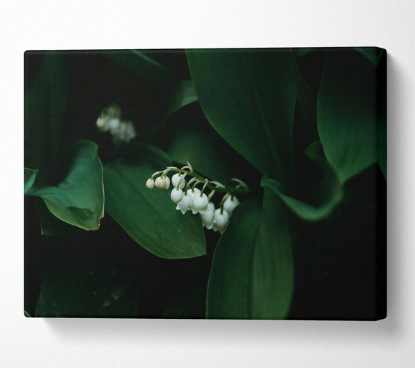  A Canvas Print of Emerald Lily Bloom Canvas Print