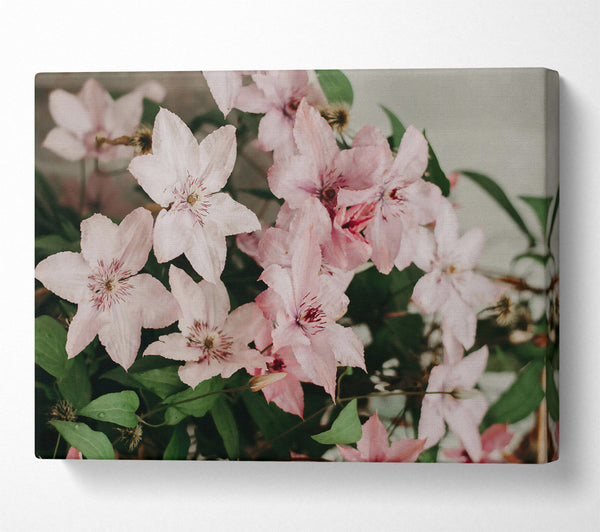  A Canvas Print of Pale Pink Blooms Canvas Wall Art