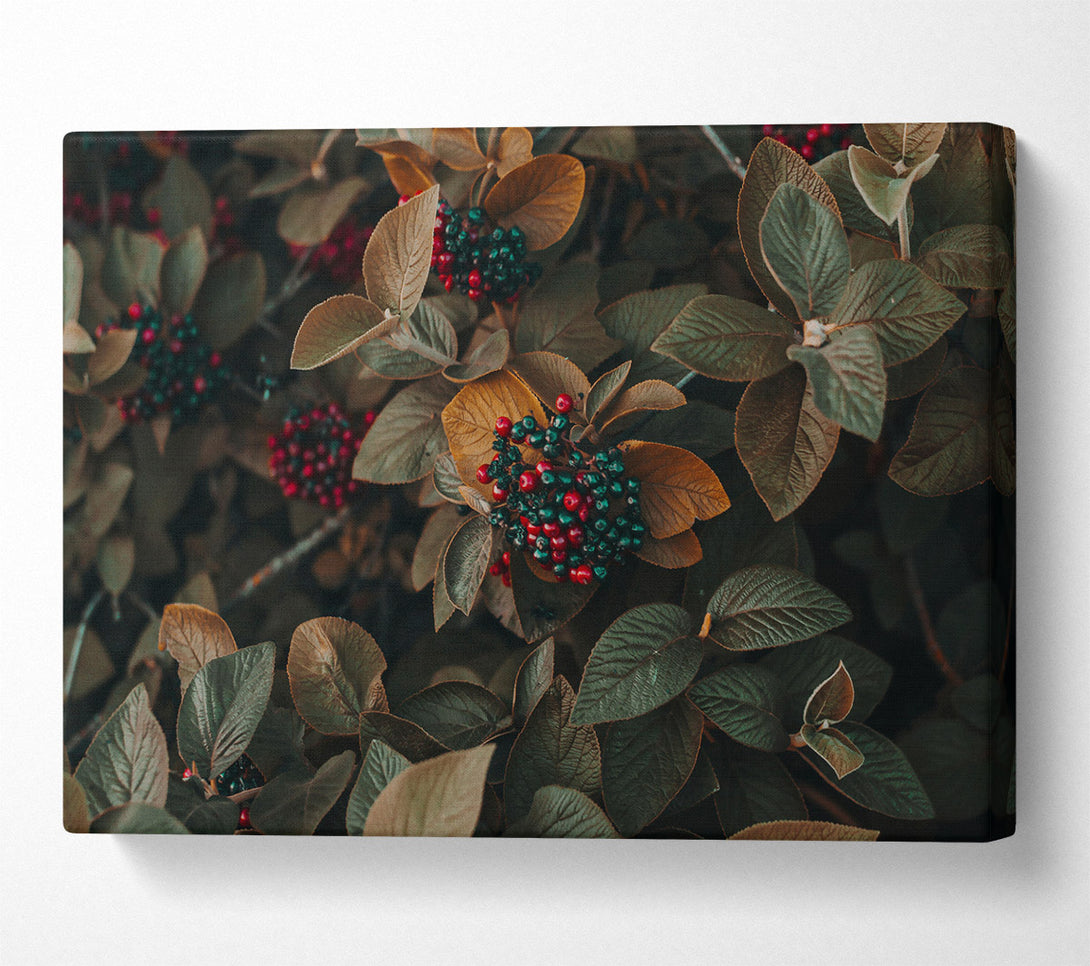  A Canvas Print of Red Berries In Autumn Leaves Canvas Wall Art